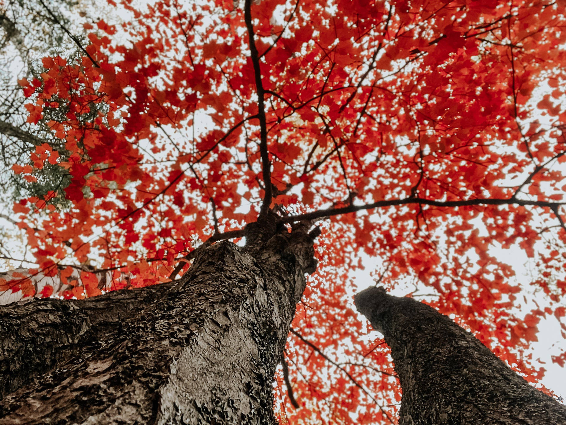 Fall Aesthetic Red Trees Background