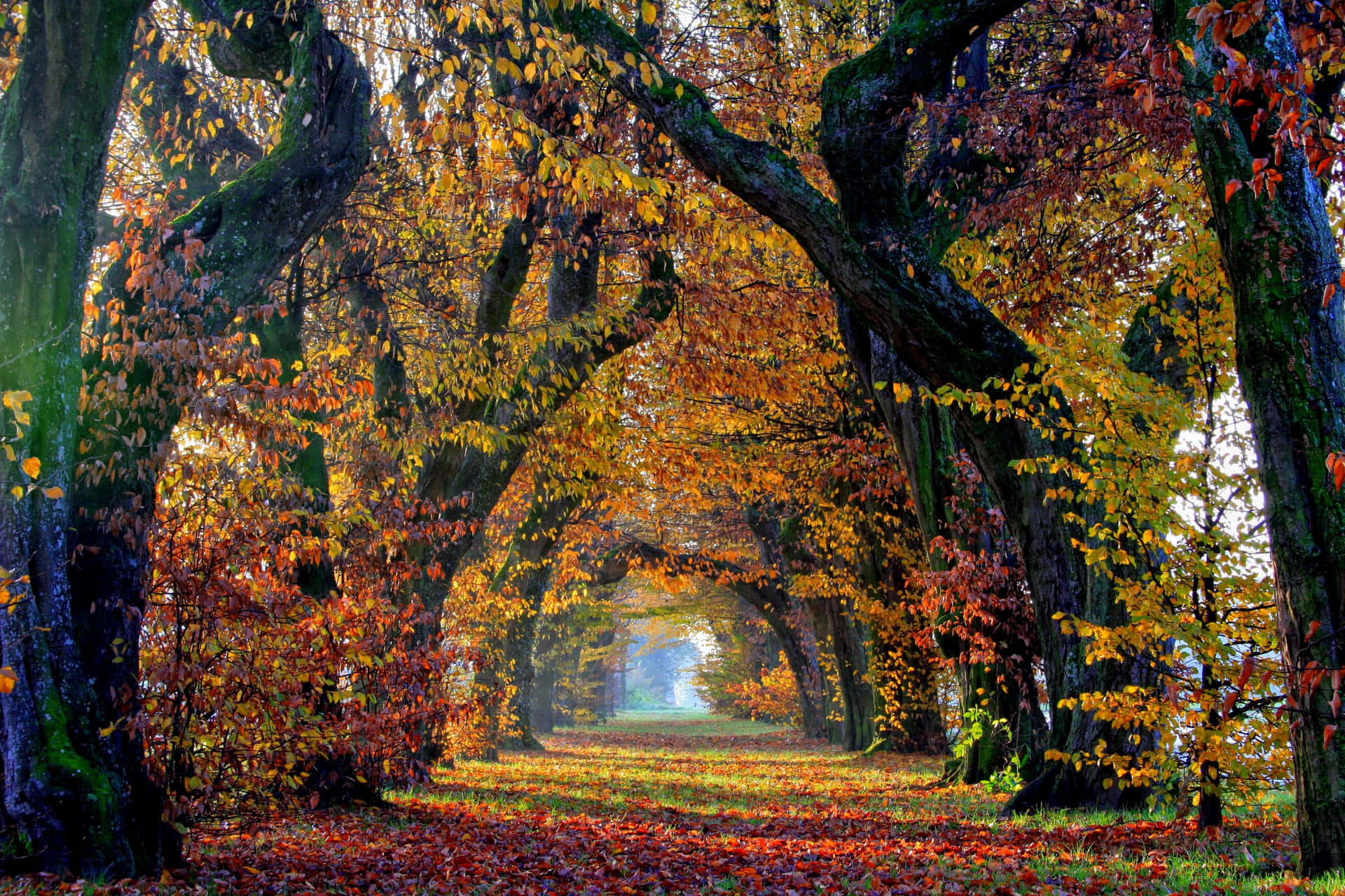Fall Autumn Desktop Walkway Sheltered By Trees Background