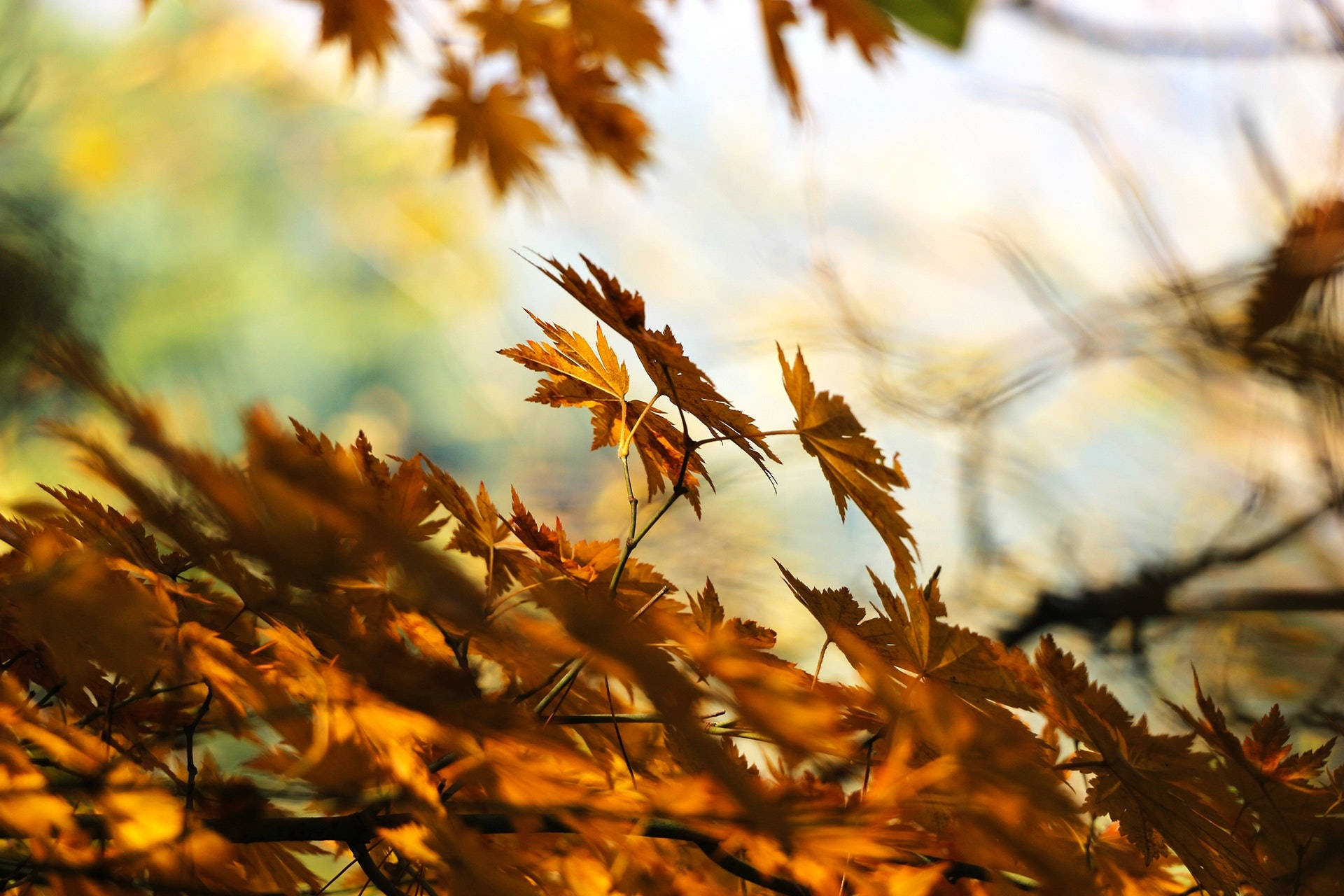 Fall Colors Of Red, Yellow And Orange Fill The Landscape With A Carpet Of Maples Leaves. Background