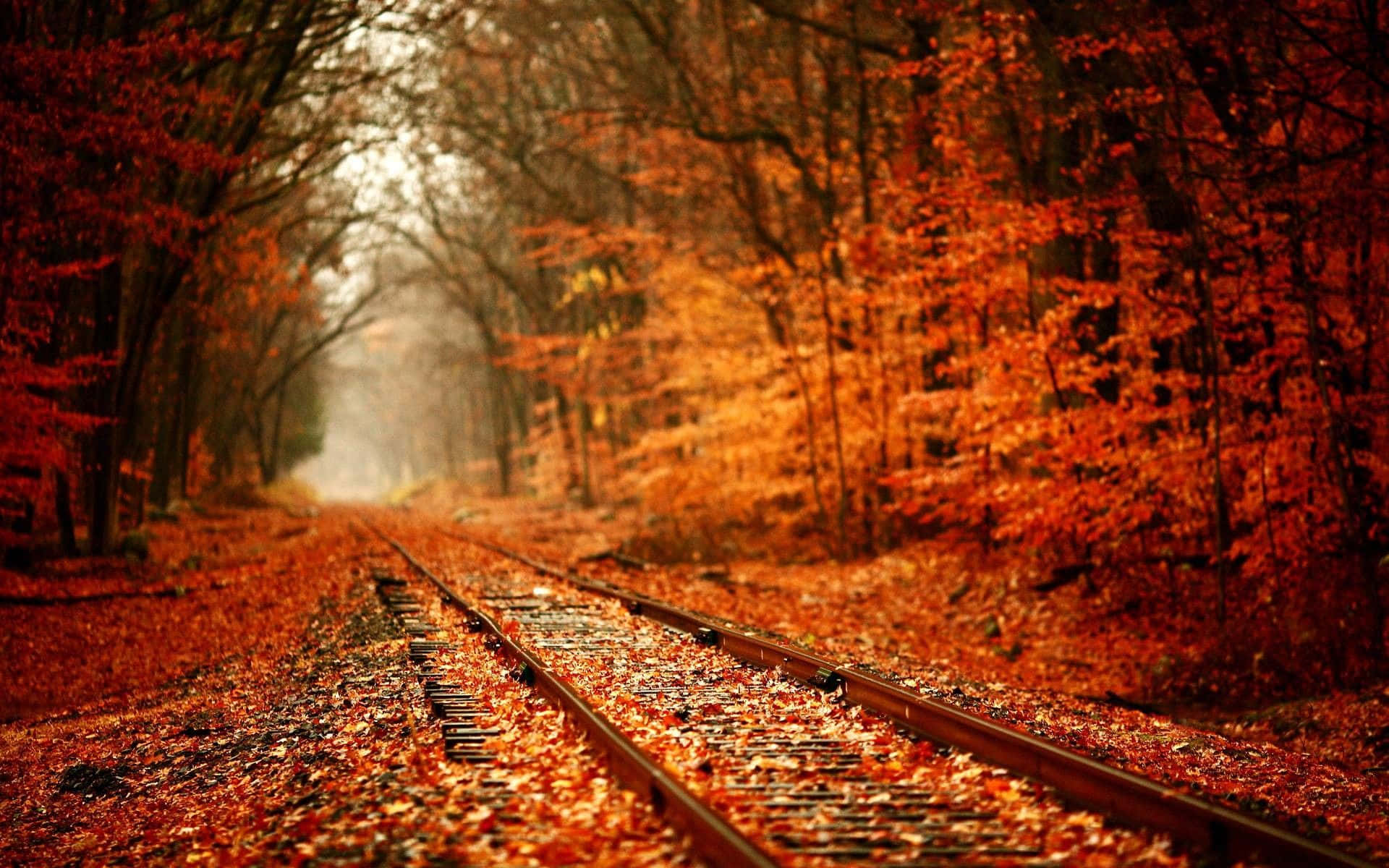 Fall Colors Train Tracks With Leaves Background