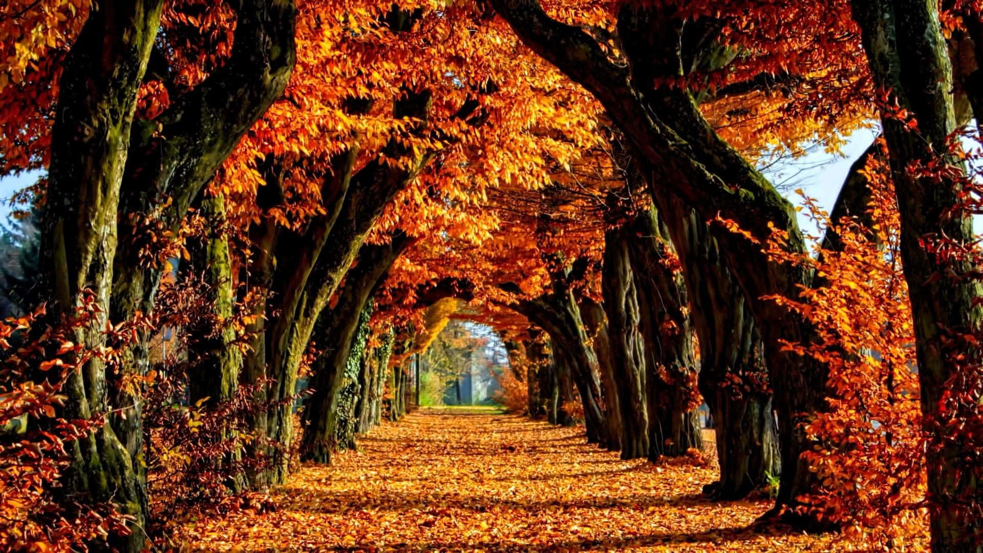 Fall Colors Trees On Road With Leaves Background
