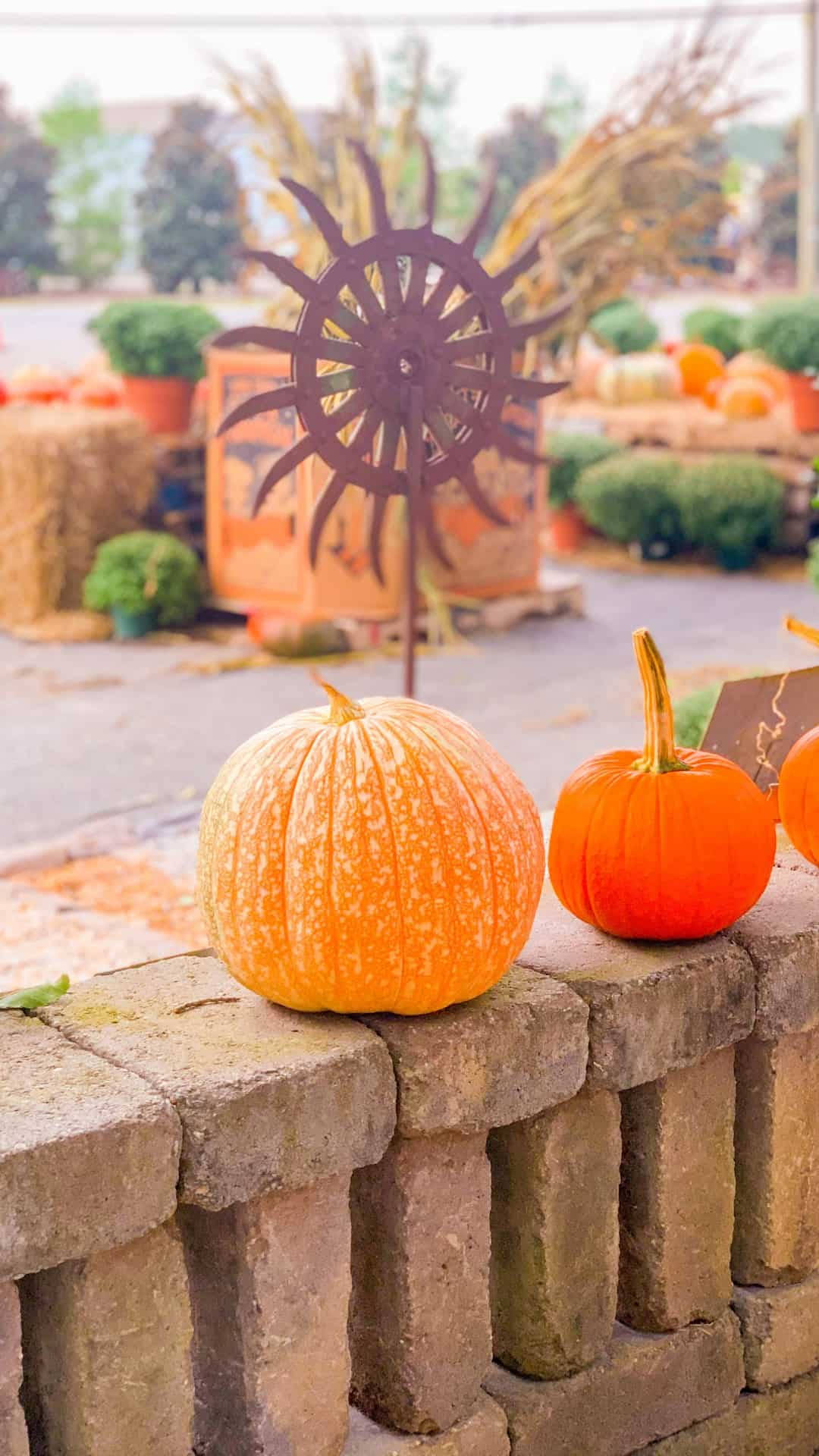 Fall Farm Cute Pumpkins Background