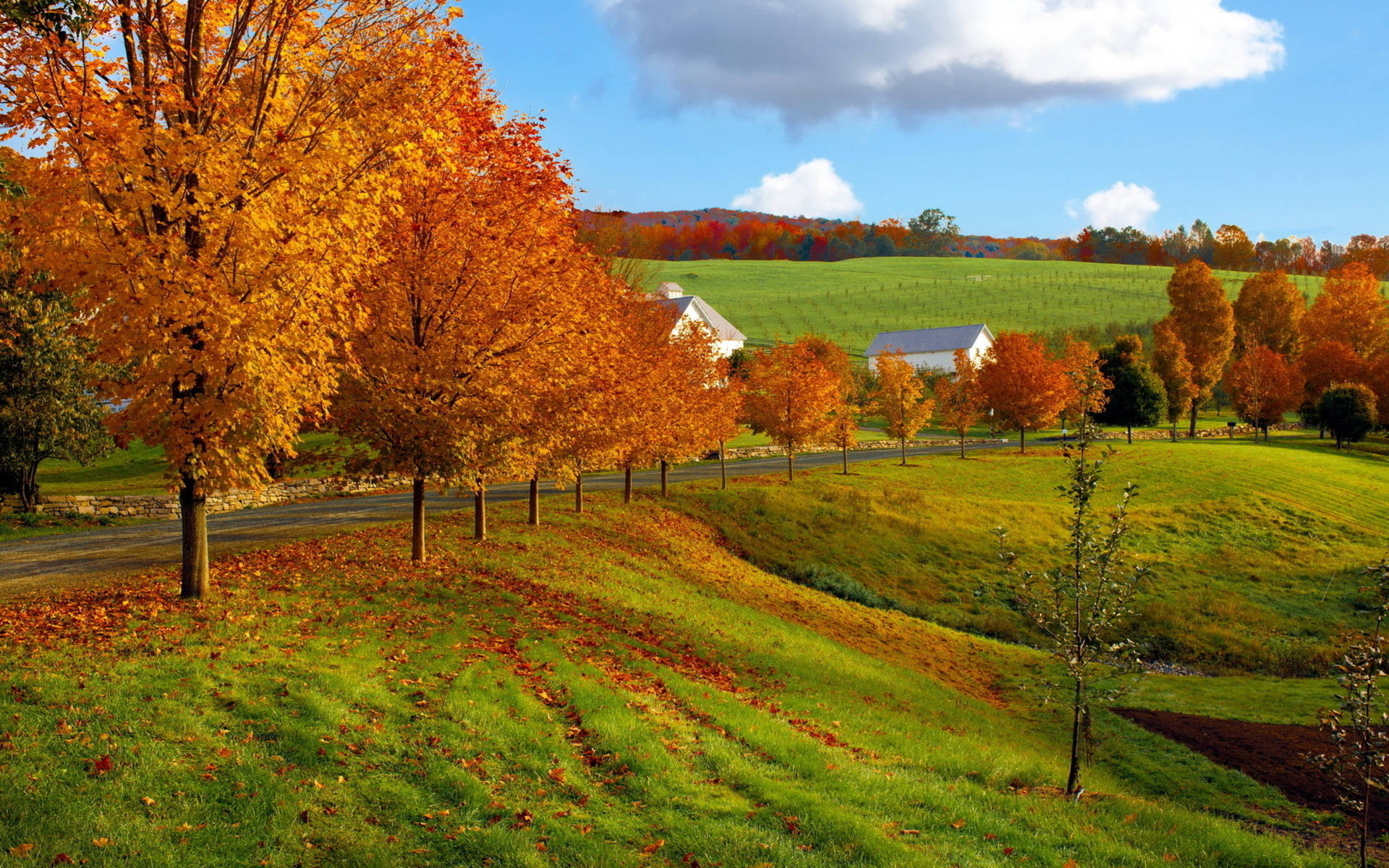 Fall Farm Green Field Orange Trees Background