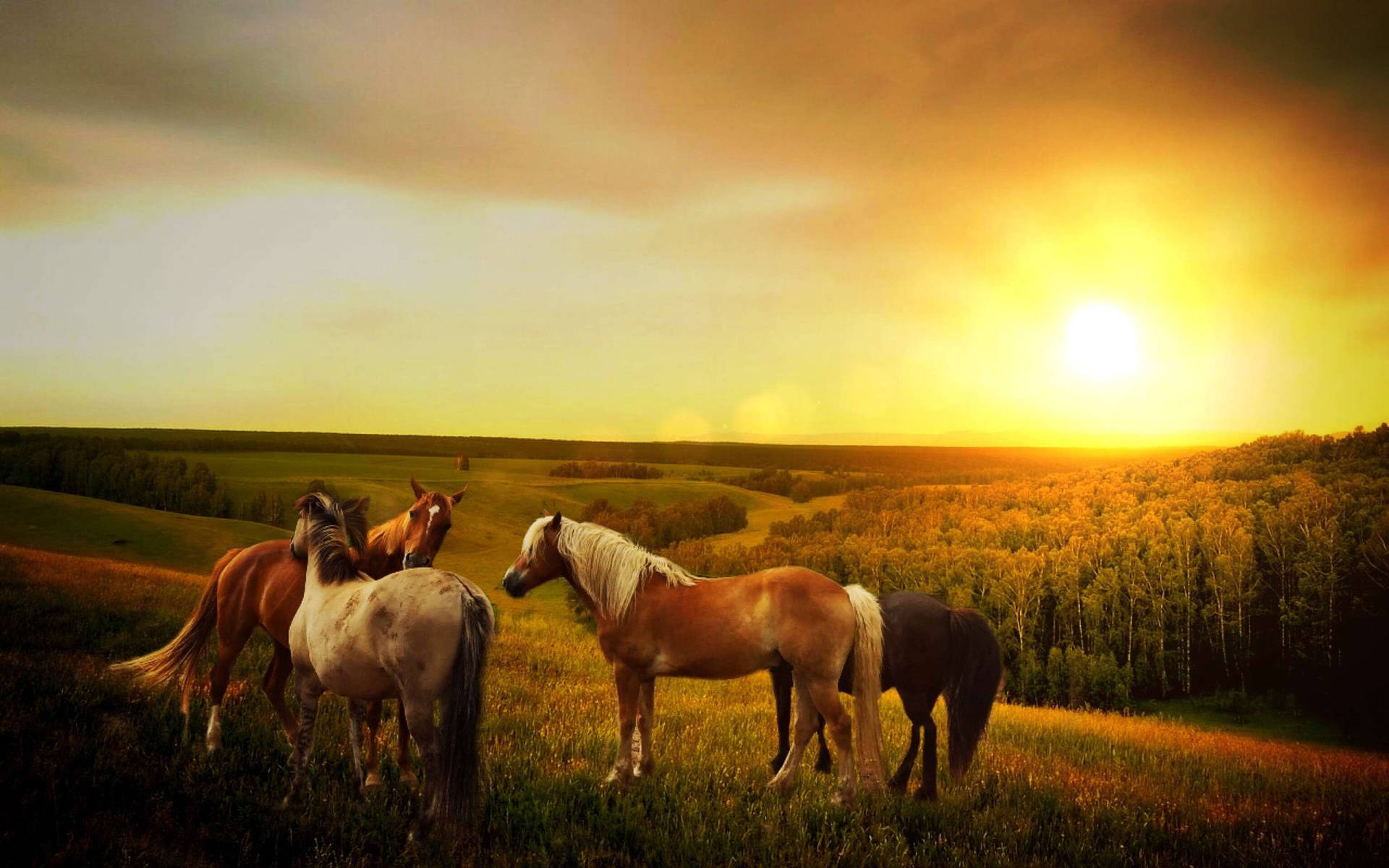 Fall Farm Horses Open Field Background