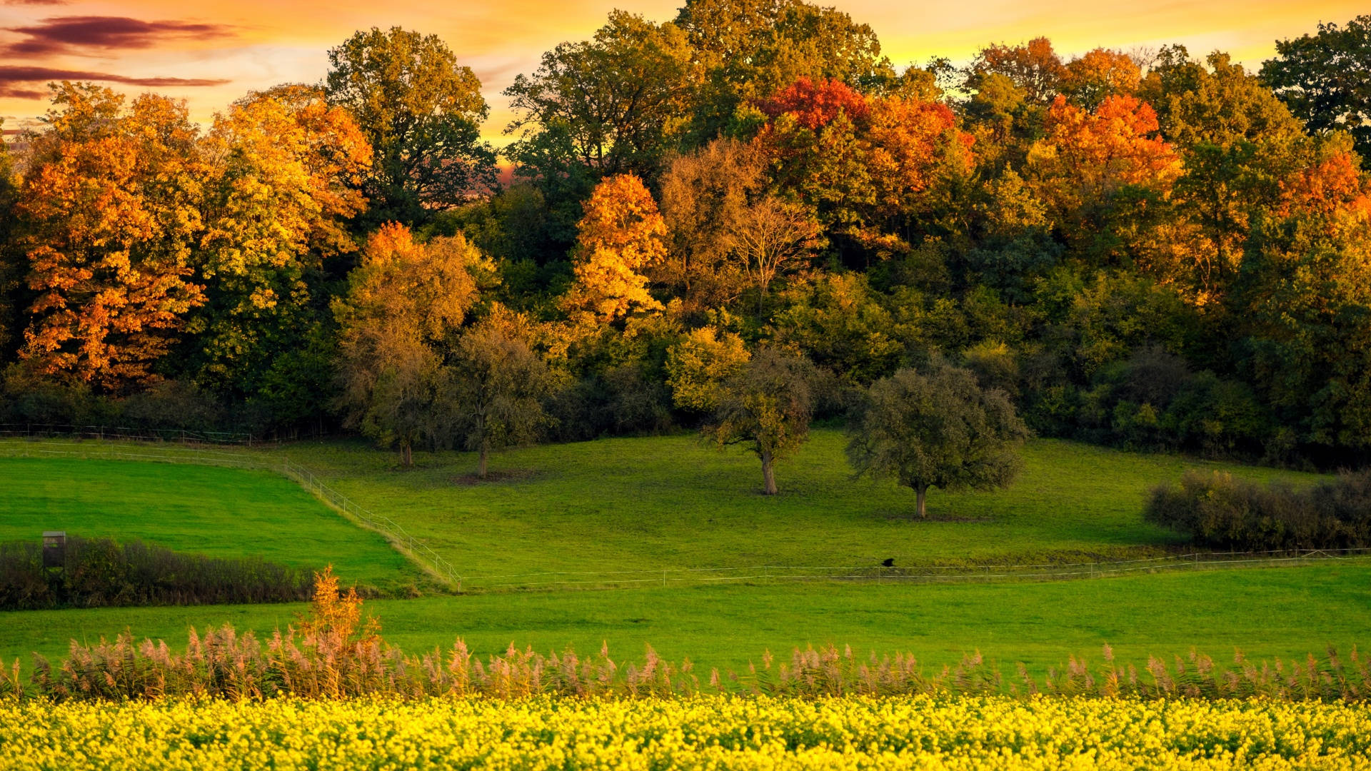 Fall Farm Open Field Big Trees Background