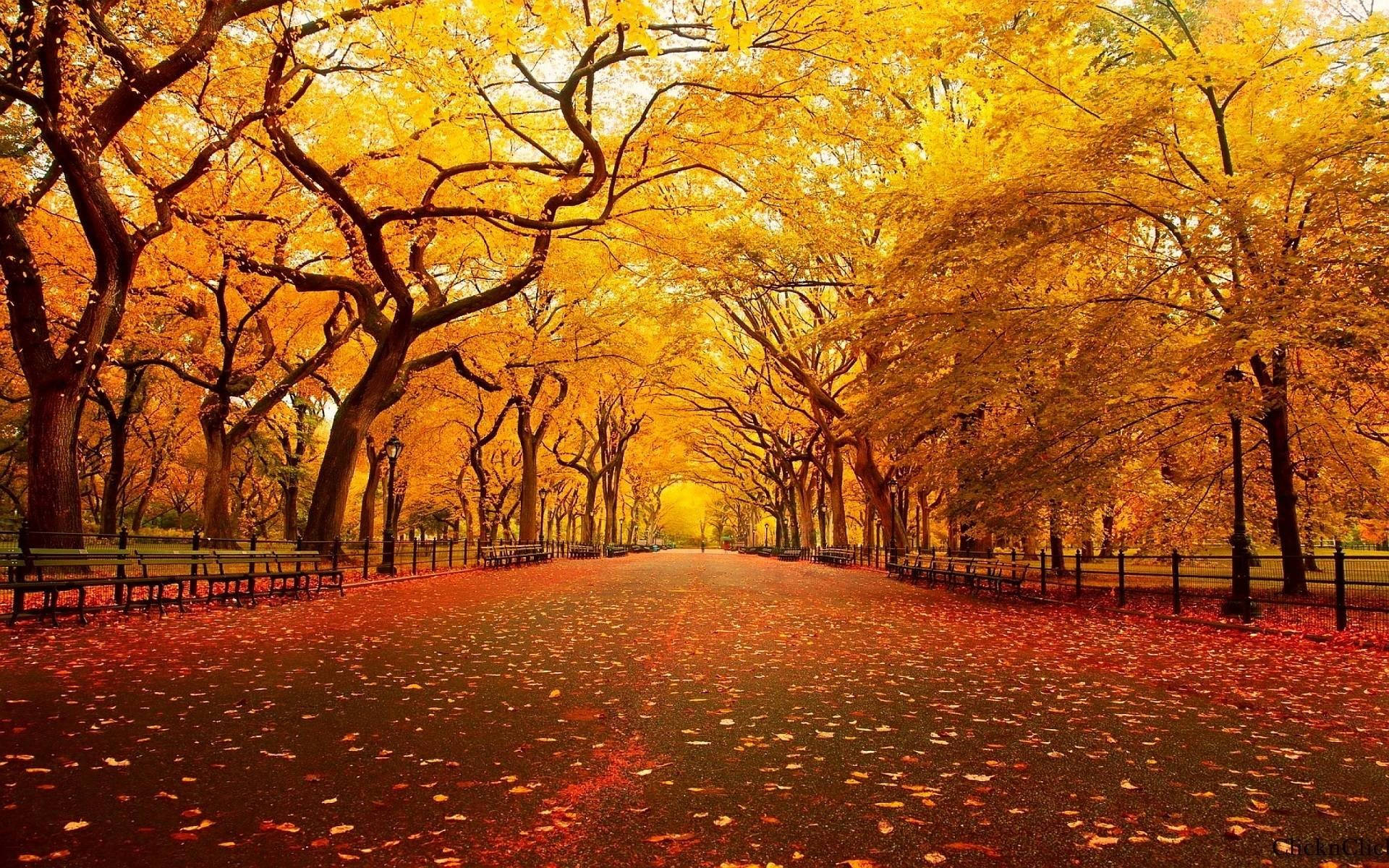 Fall Farm Orange Road Trees Background