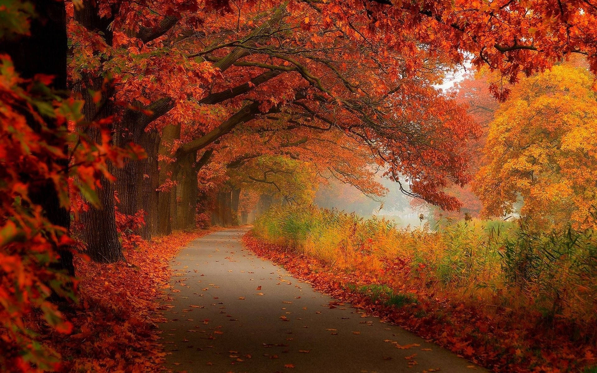 Fall Foliage Hd Scenery