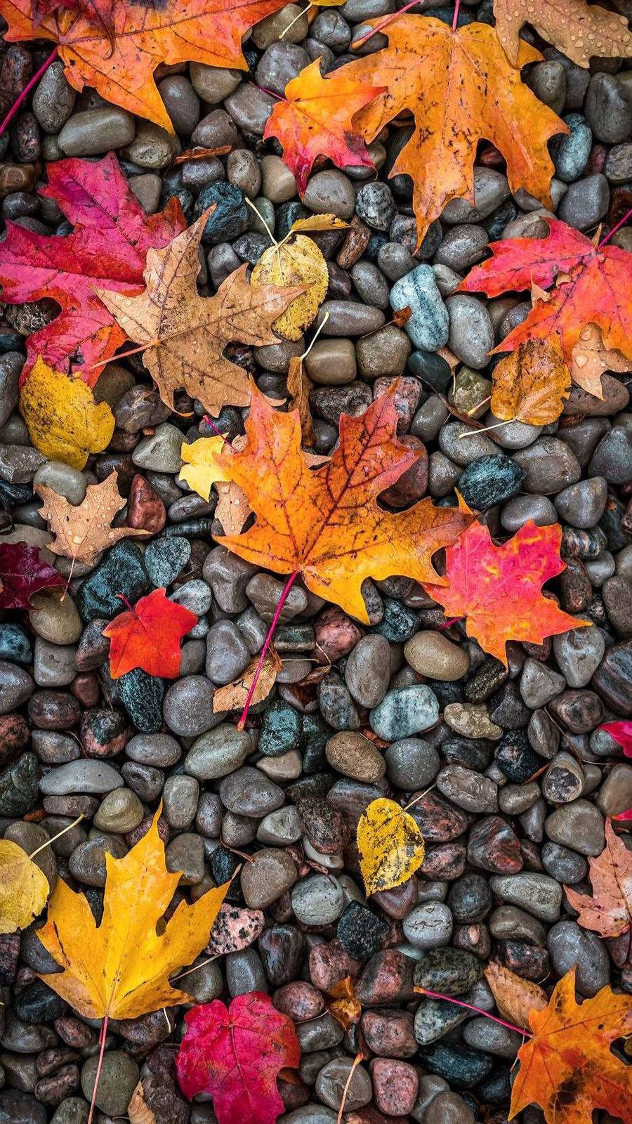 Fall Foliage On Pebbles Oneplus 9r Background