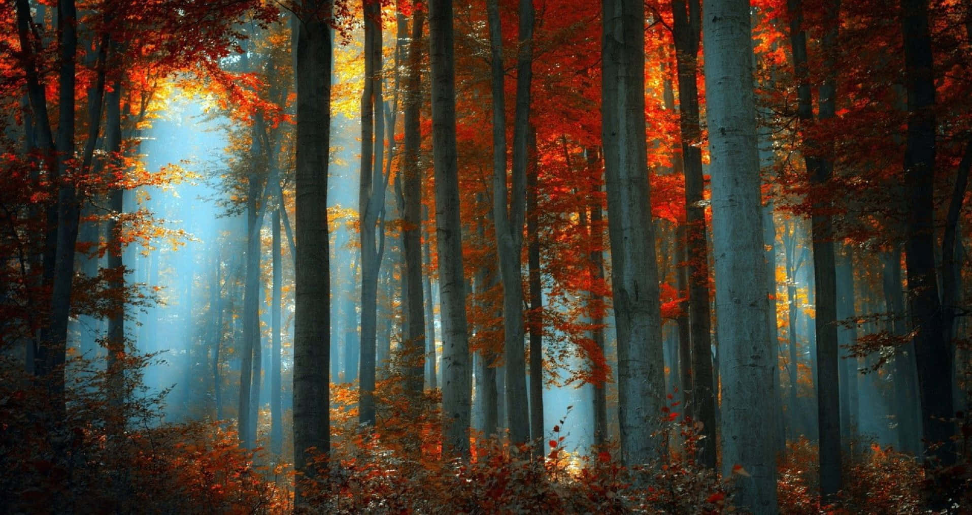 Fall Forest Aesthetic Desktop Background