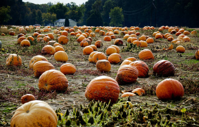 Fall Halloween Pumpkin Patch Background