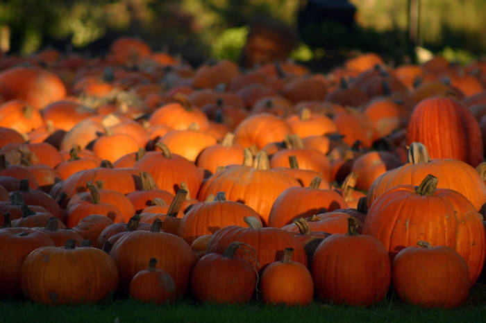Fall Halloween Pumpkins Of Various Sizes Background