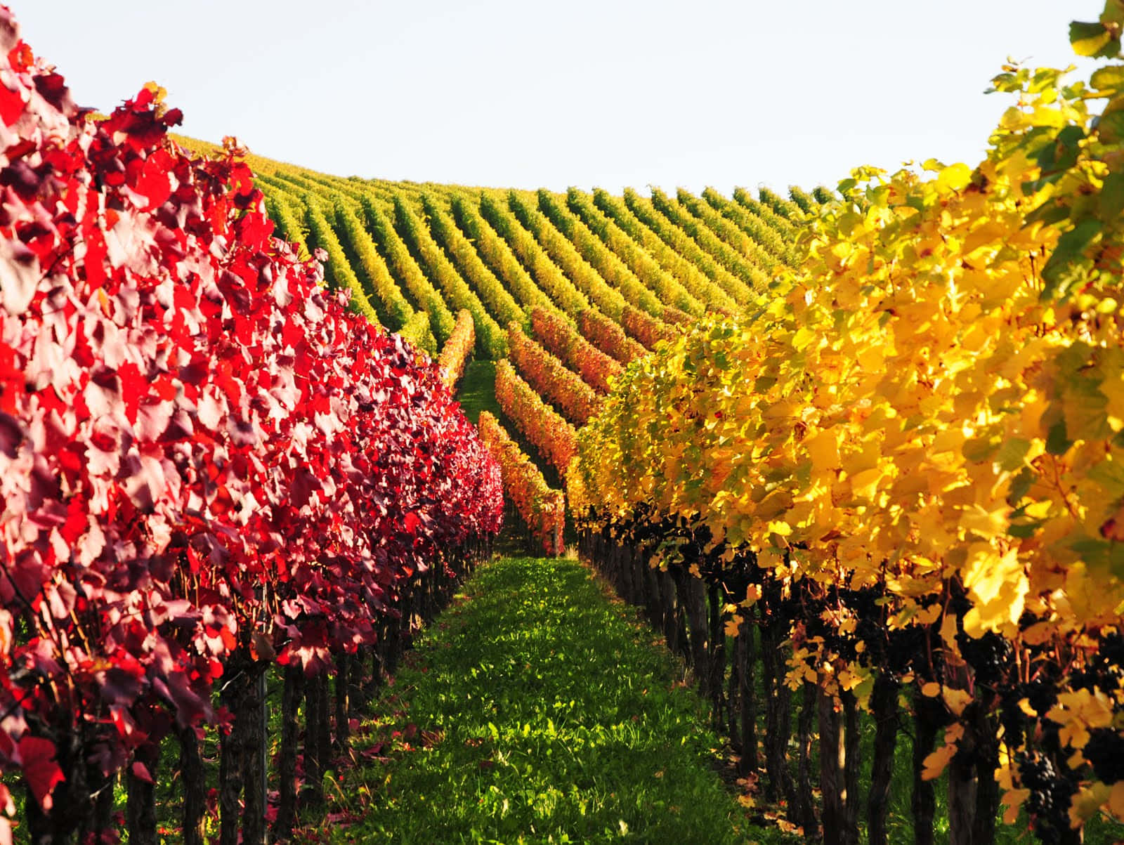 Fall In Vineyard Background