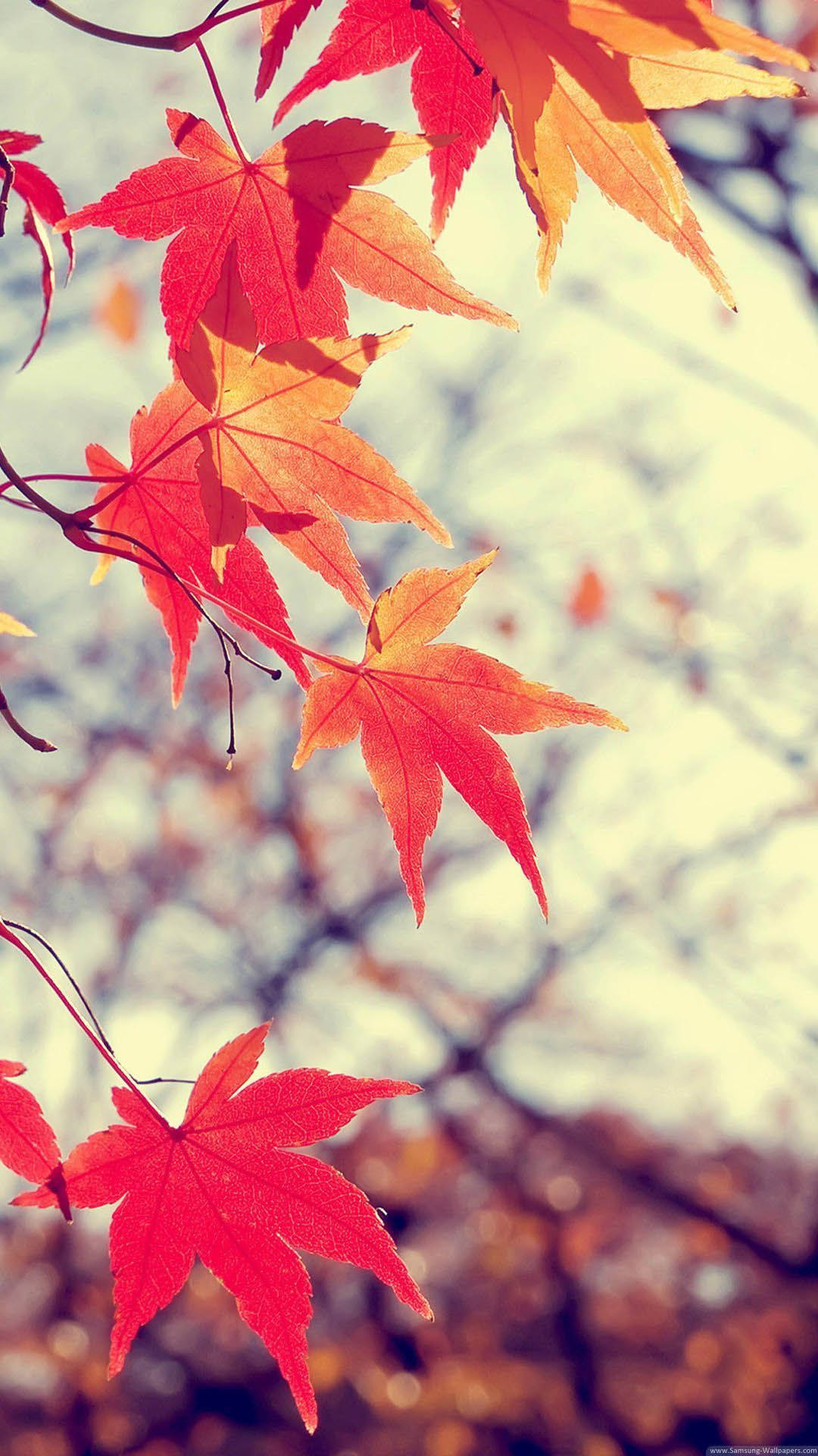 Fall Into The Future: Enjoy Apple's November Iphone Background