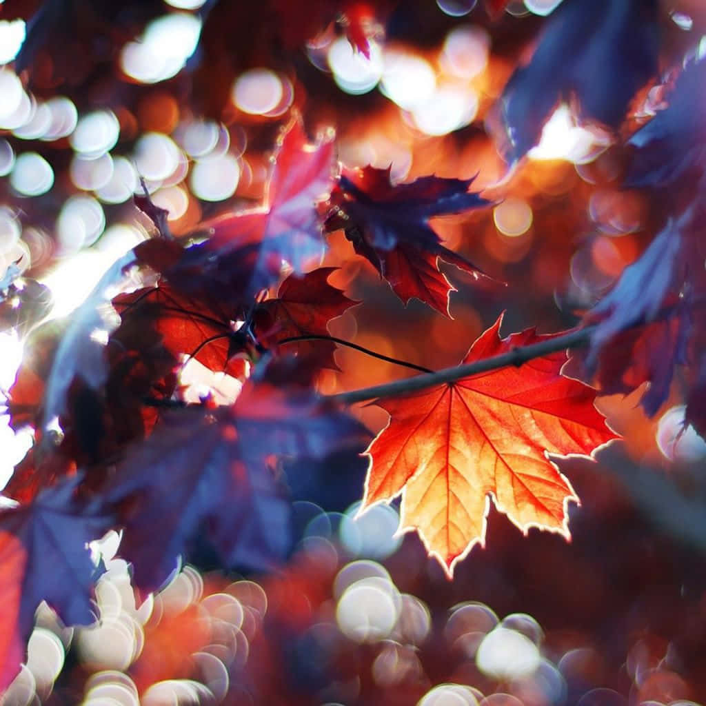 Fall Into This Season With An Ipad Background