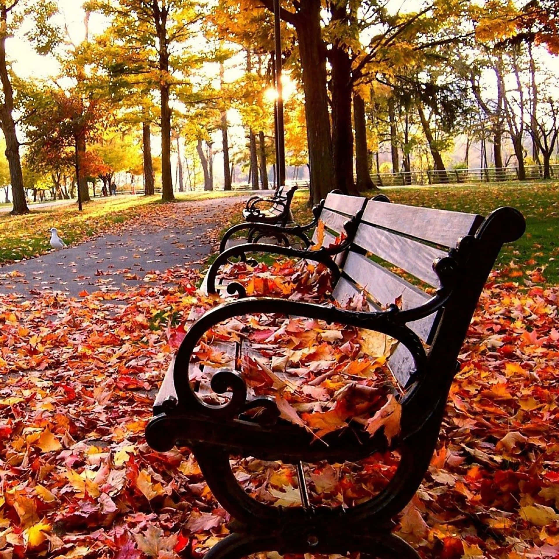 Fall Ipad Bench With Autumn Leaves Background