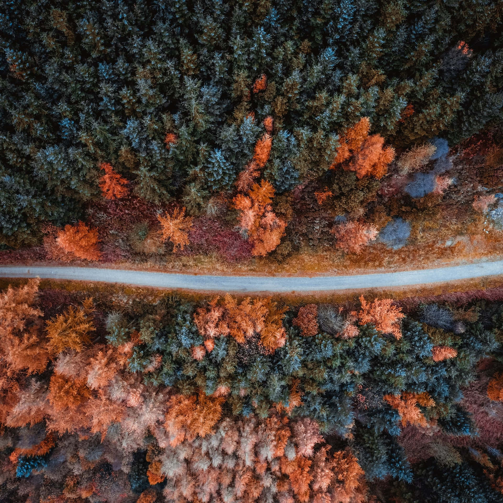 Fall Ipad Forest Trees Top View Background