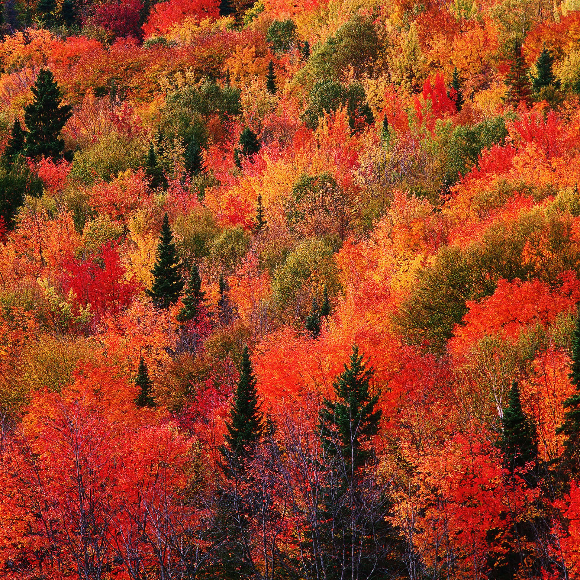 Fall Ipad Orange Aesthetic Trees Background