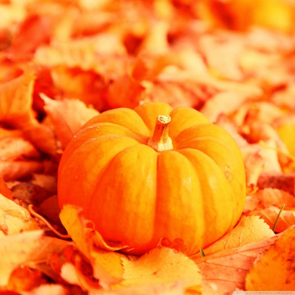 Fall Ipad Pumpkin On Leaves Background