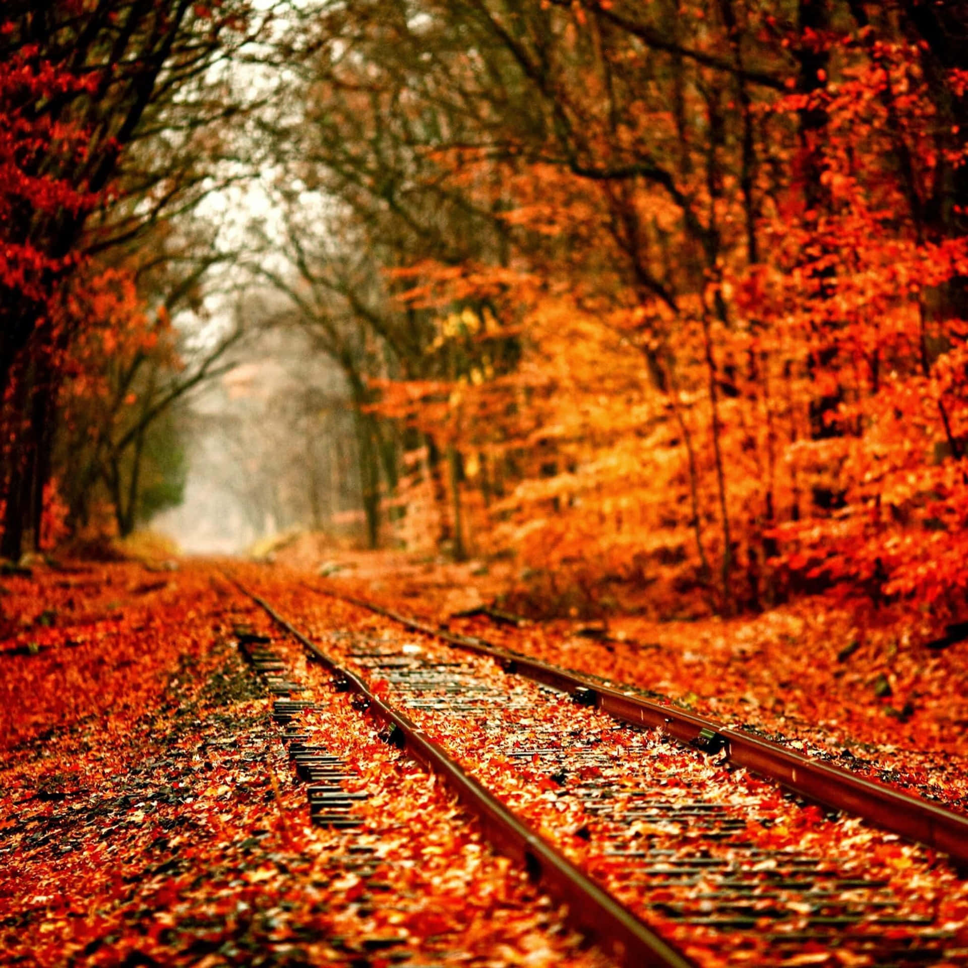 Fall Ipad Train Tracks In Forest Background