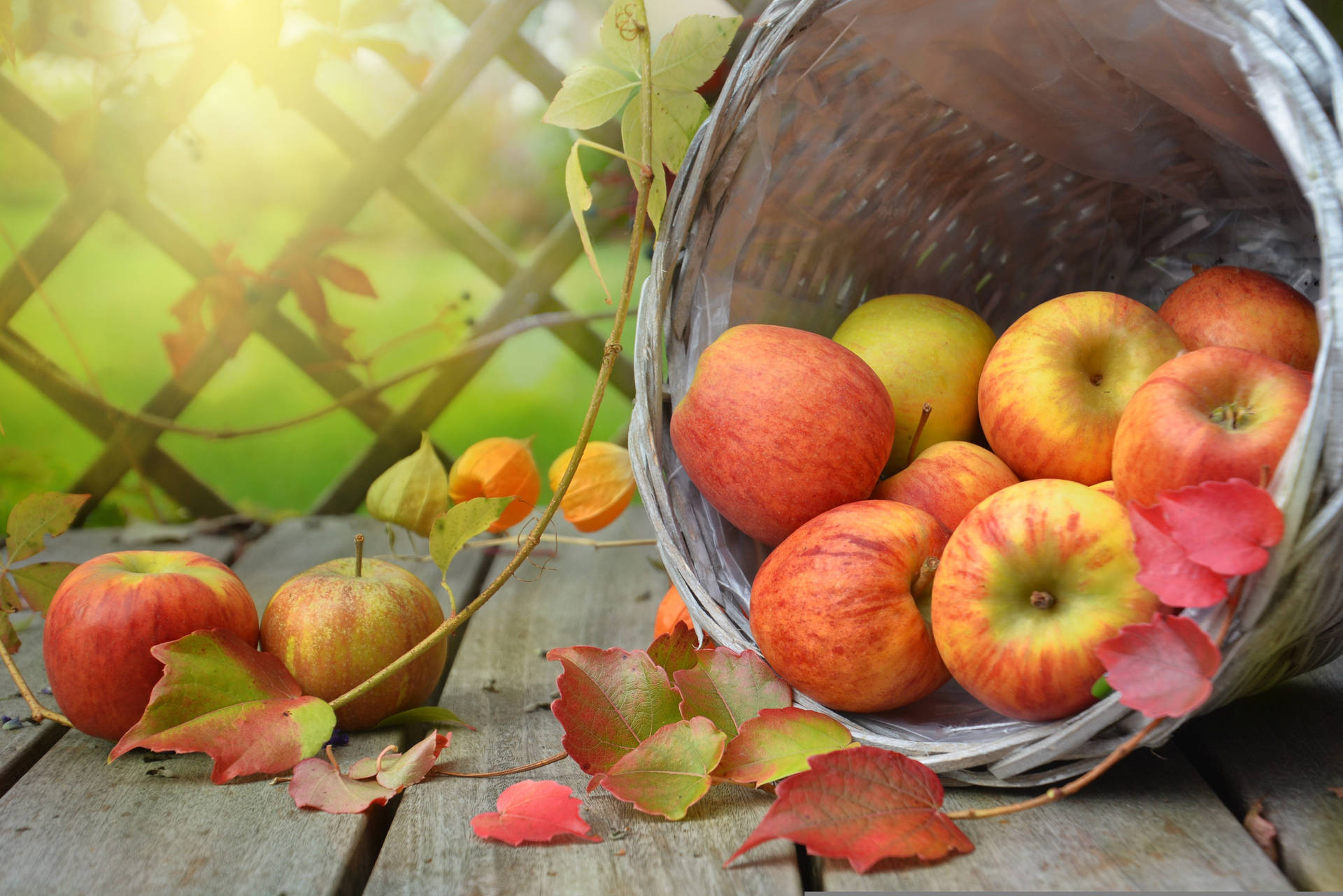 Fall Leaves Basket Of Apples