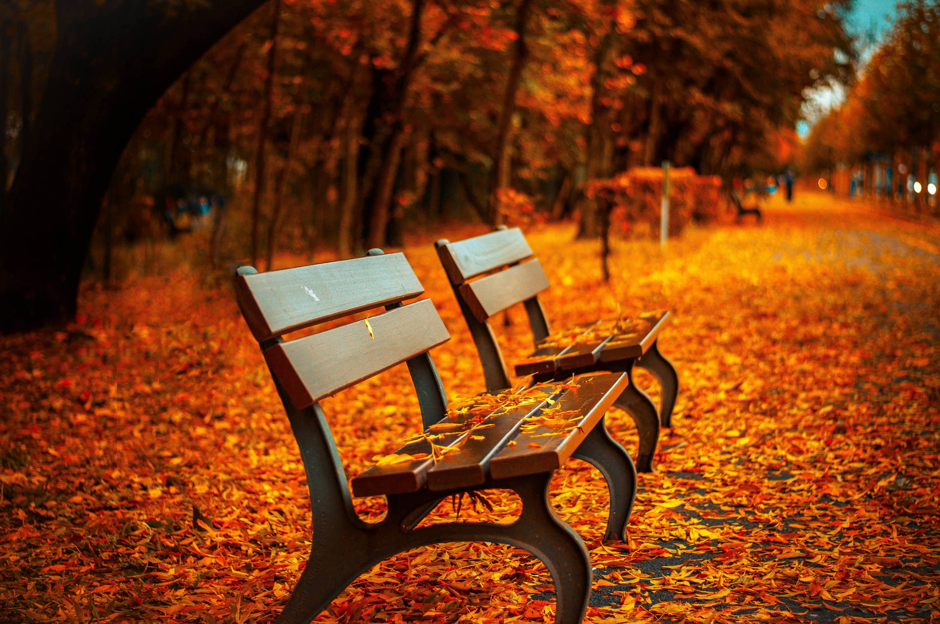 Fall Leaves Bench Park