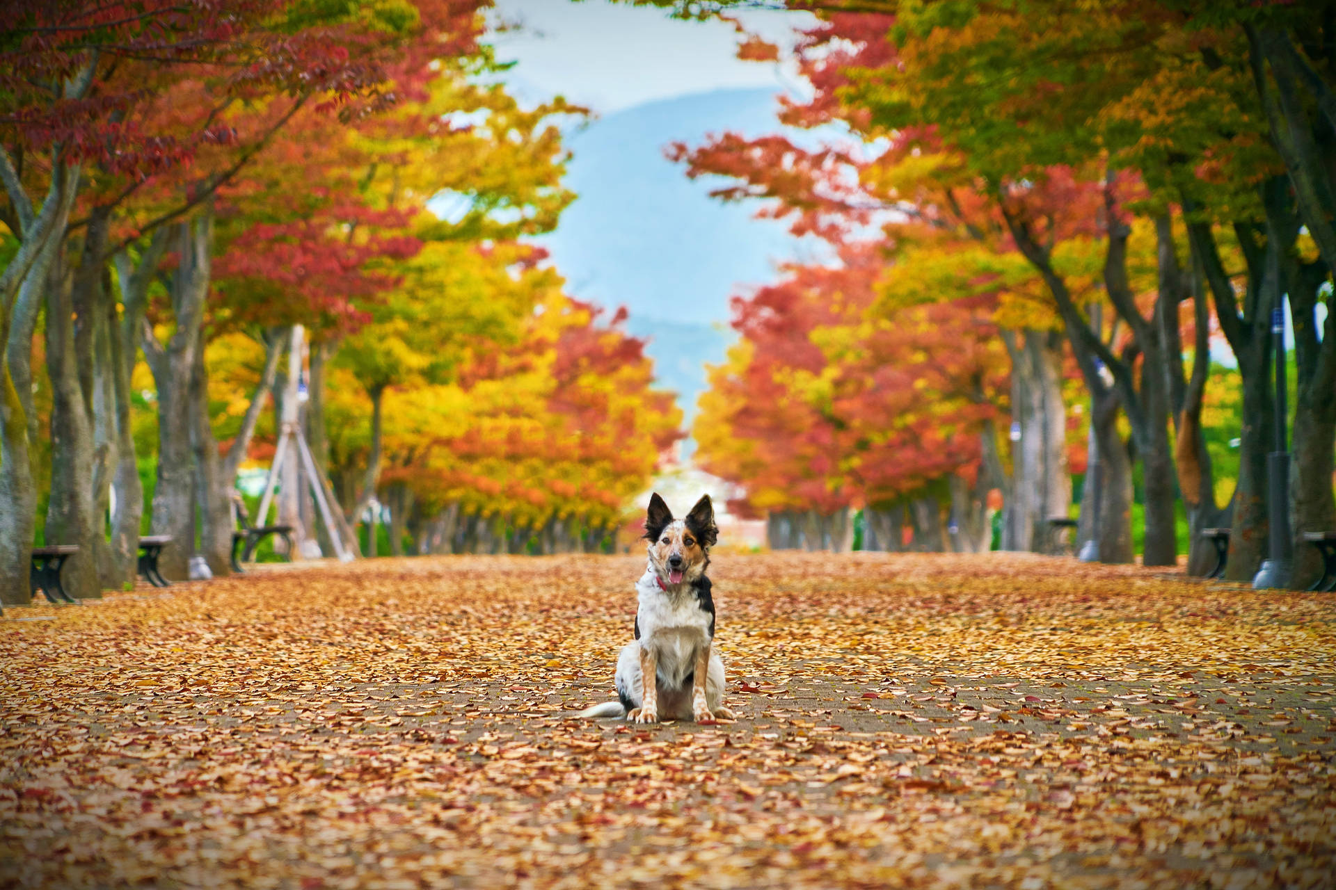 Fall Leaves Cute Dog Background