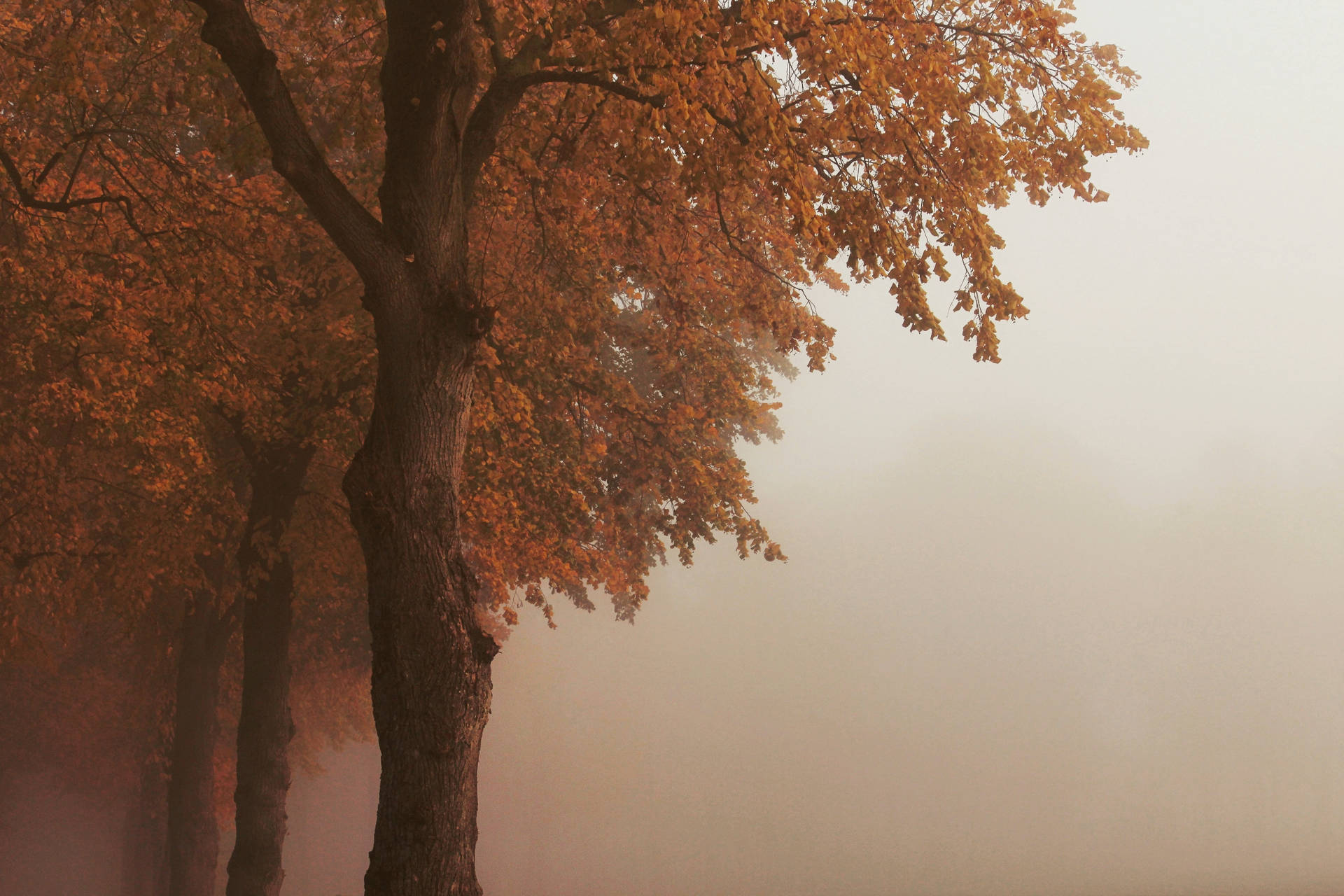 Fall Leaves Dusty Fog