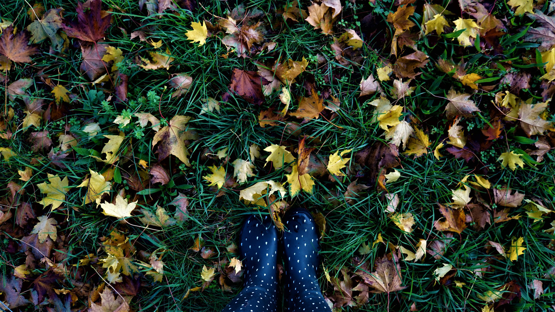 Fall Leaves Feet Polka Dot Socks Background