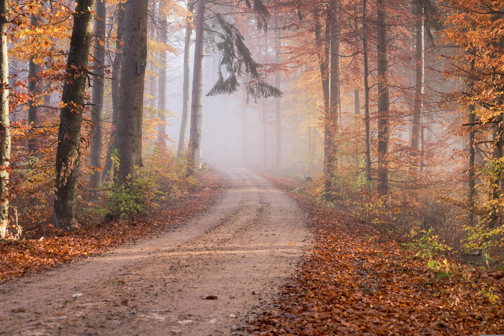 Fall Leaves Forest Trail