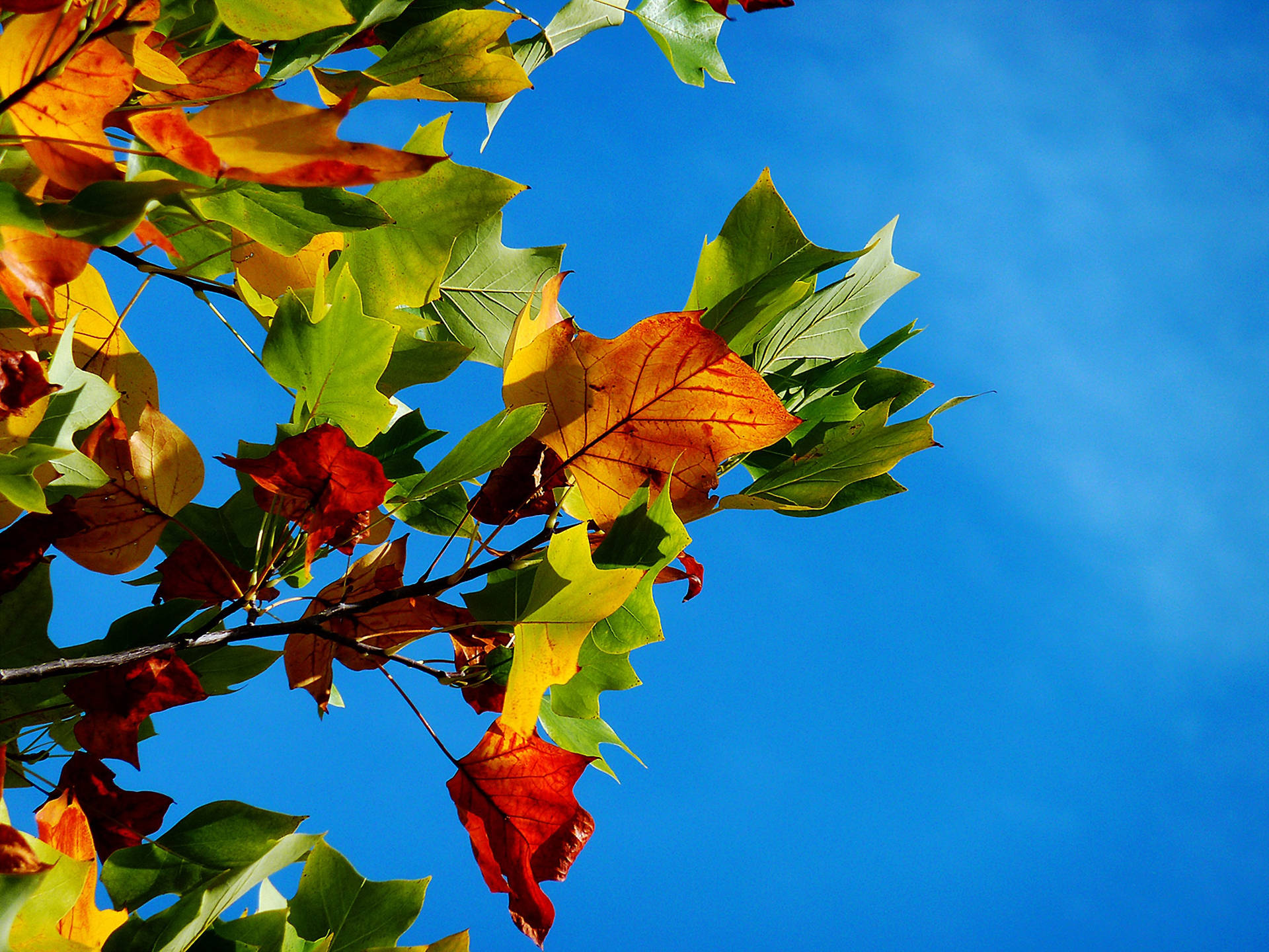 Fall Leaves Green And Brown