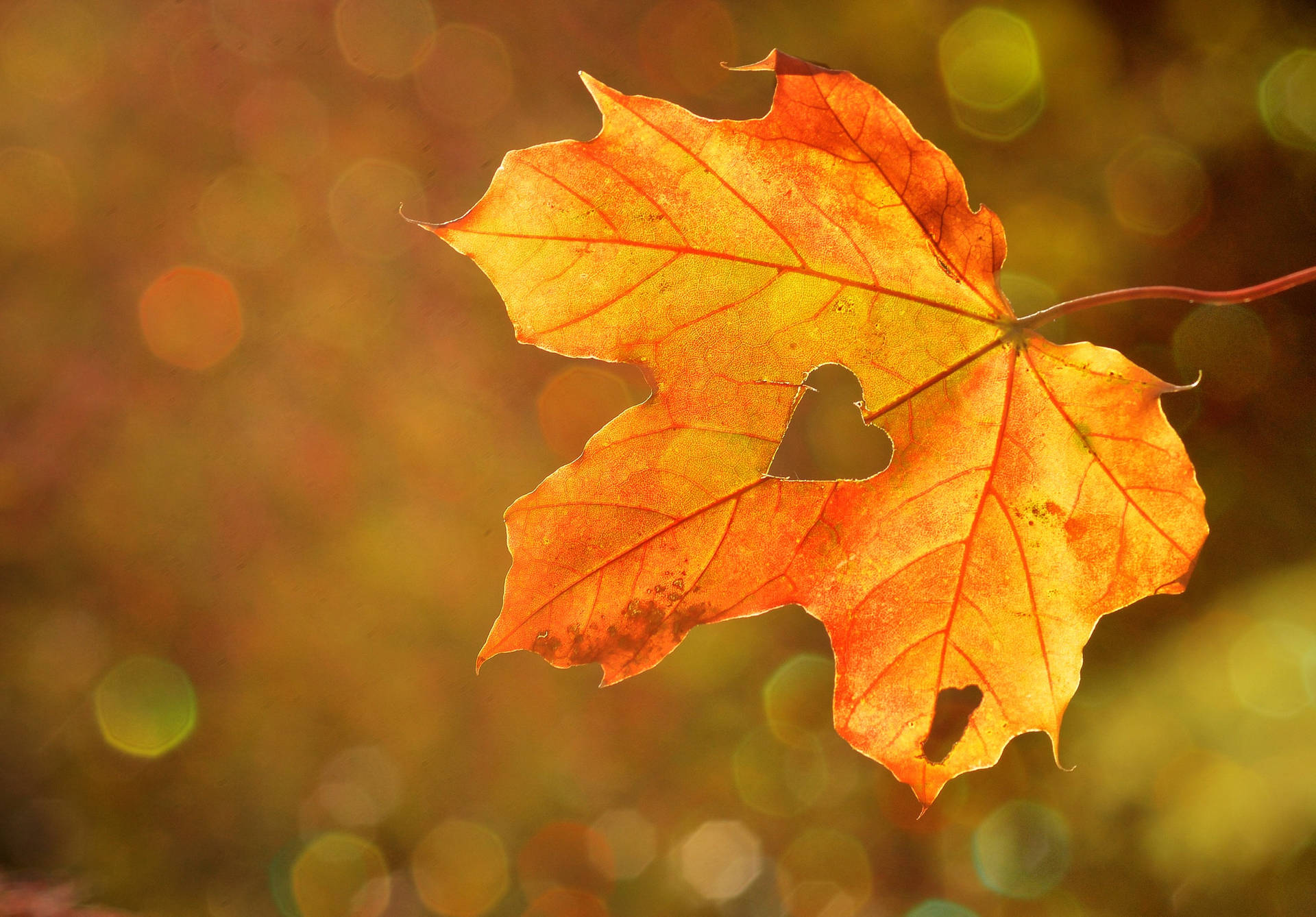 Fall Leaves Heart-shaped Hole