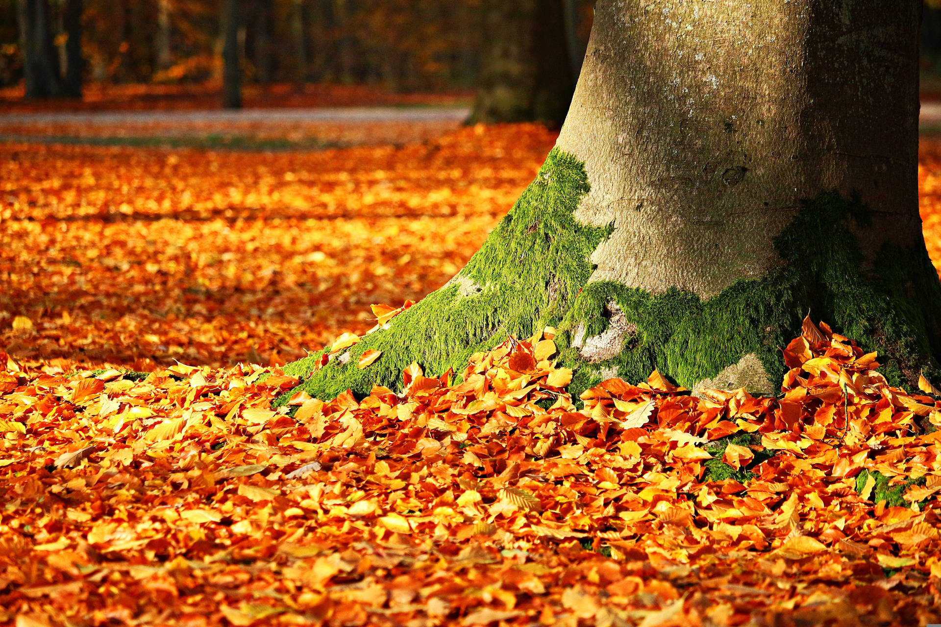 Fall Leaves Mossy Tree Background