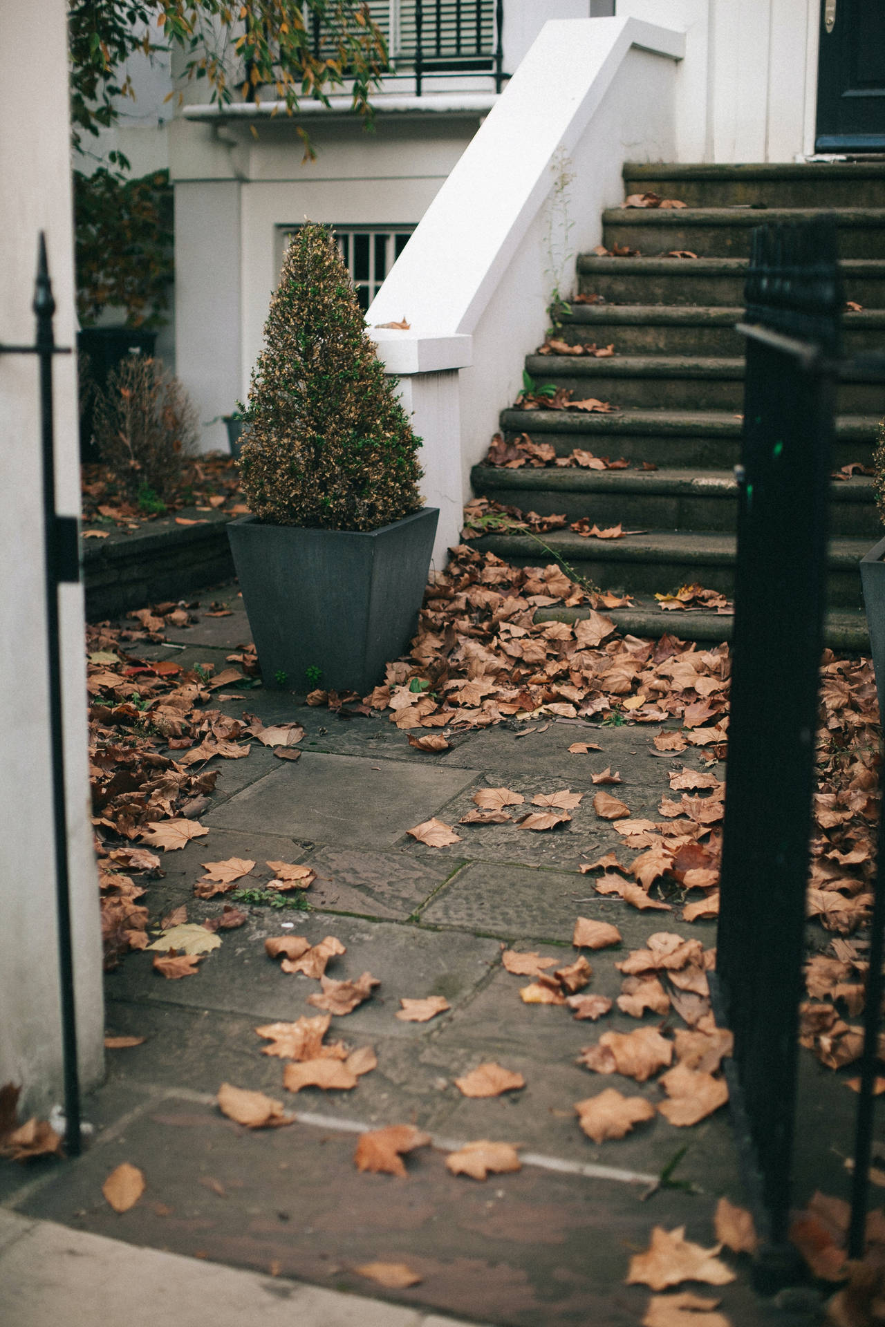 Fall Leaves On The Gray Stairs