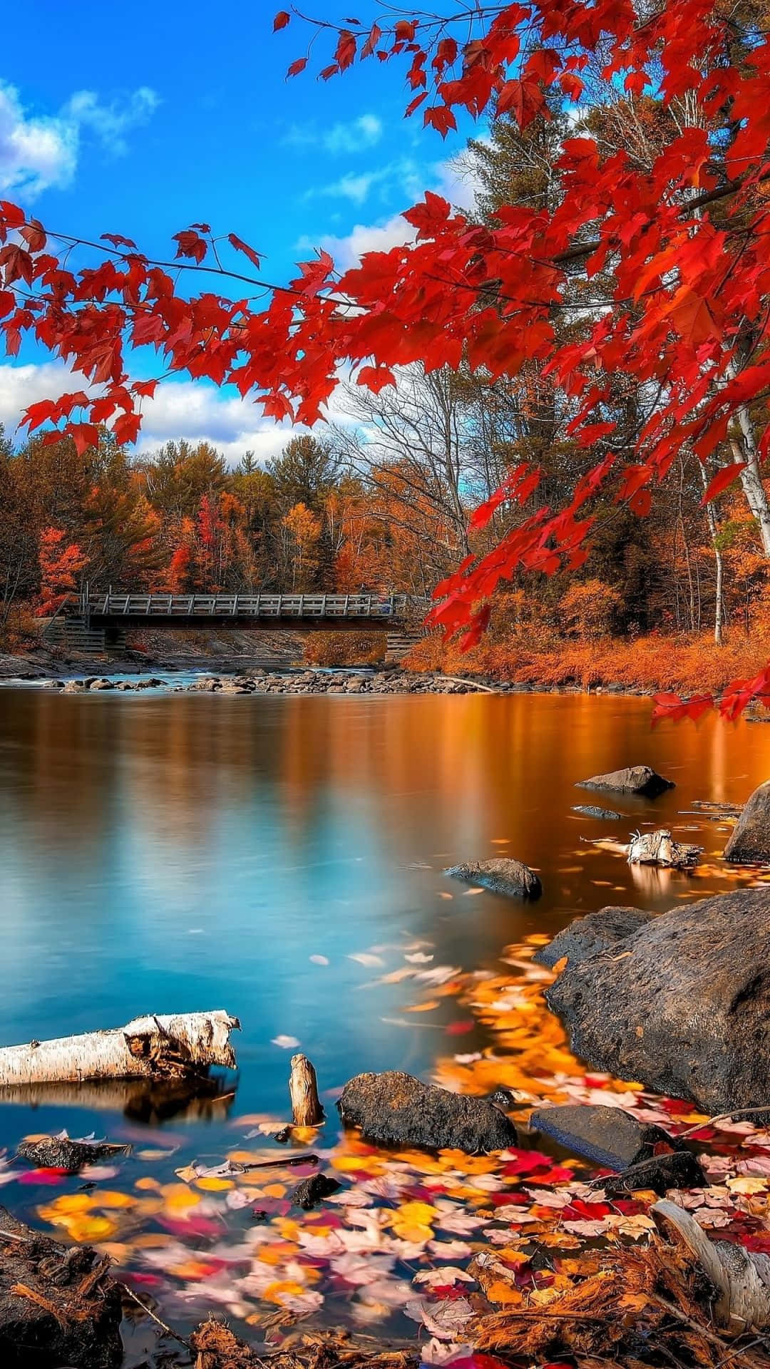 Fall Leaves On The Water With A Bridge Background