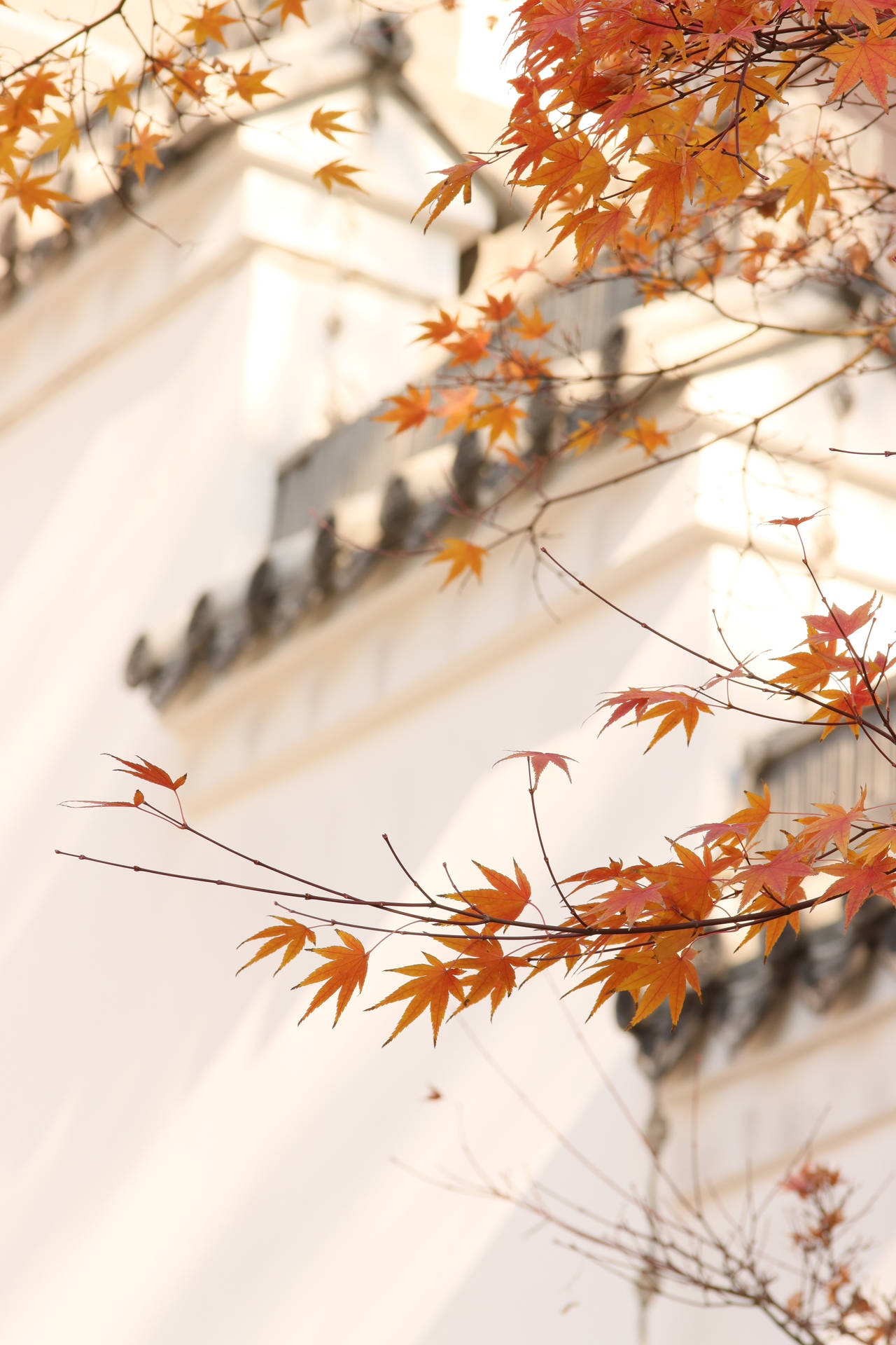 Fall Leaves On Thin Branches