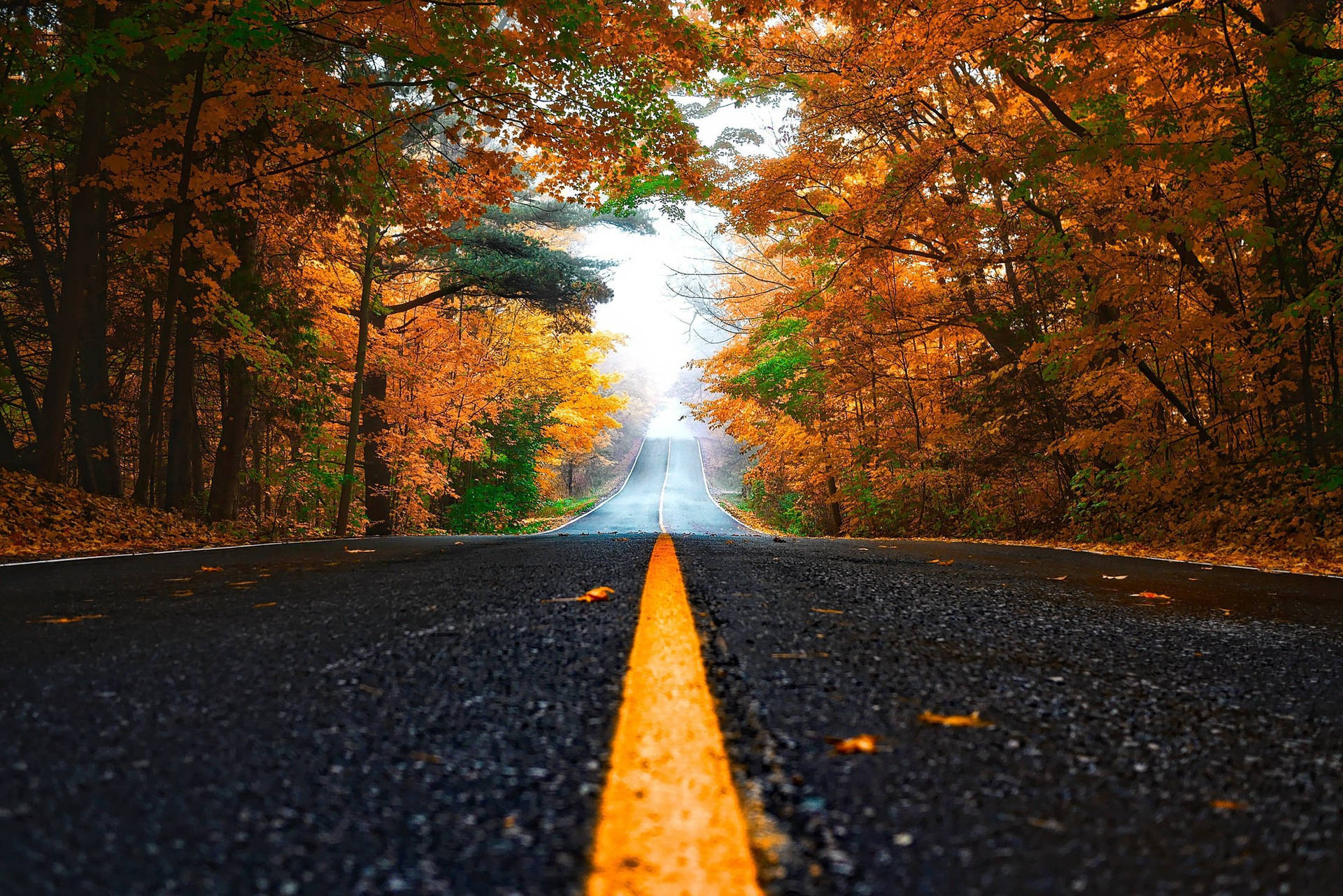 Fall Leaves Road Background