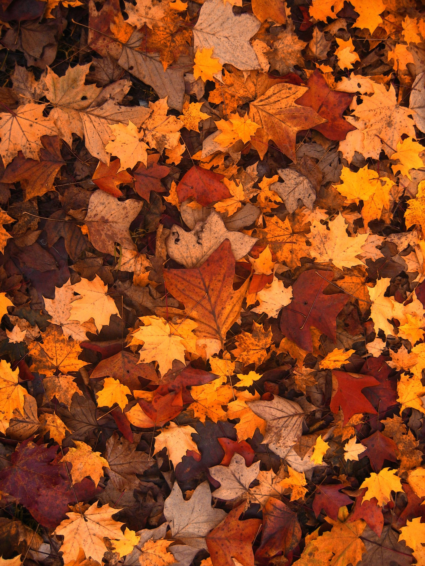 Fall Leaves Shades Of Brown Background