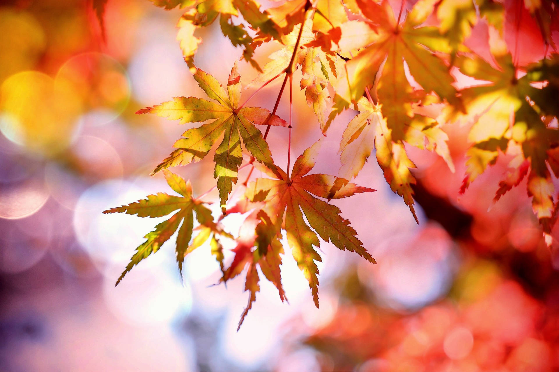 Fall Leaves Sharp Background