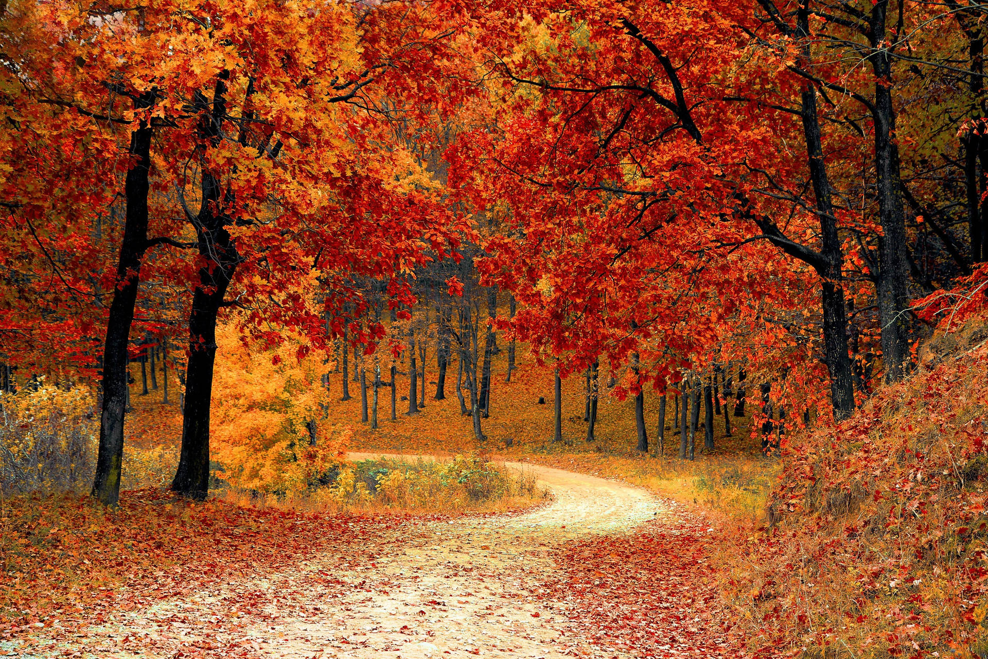 Fall Leaves Trail In The Woods Background