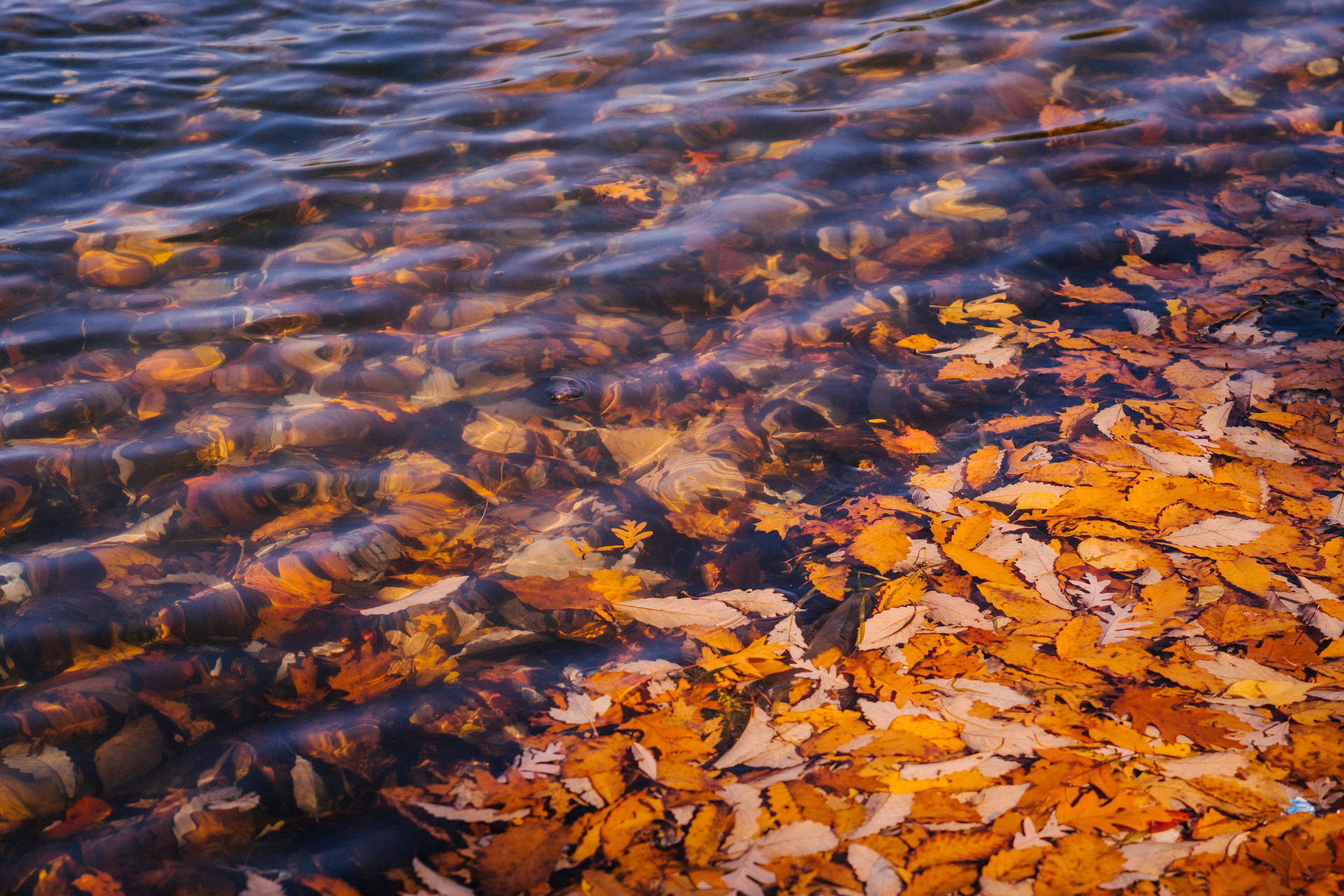 Fall Leaves Under Lake Background