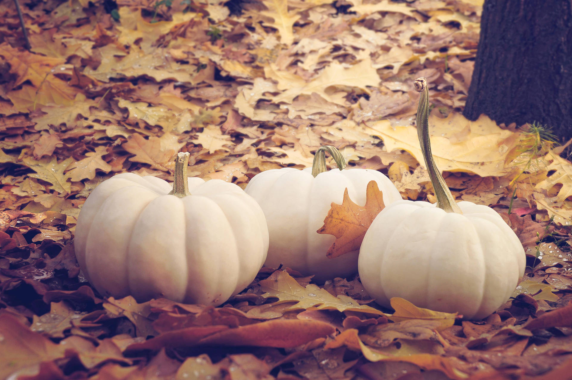 Fall Leaves White Pumpkin Background