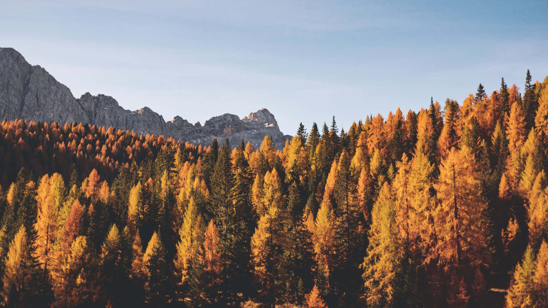 Fall Mountain Surrounded With Trees Background