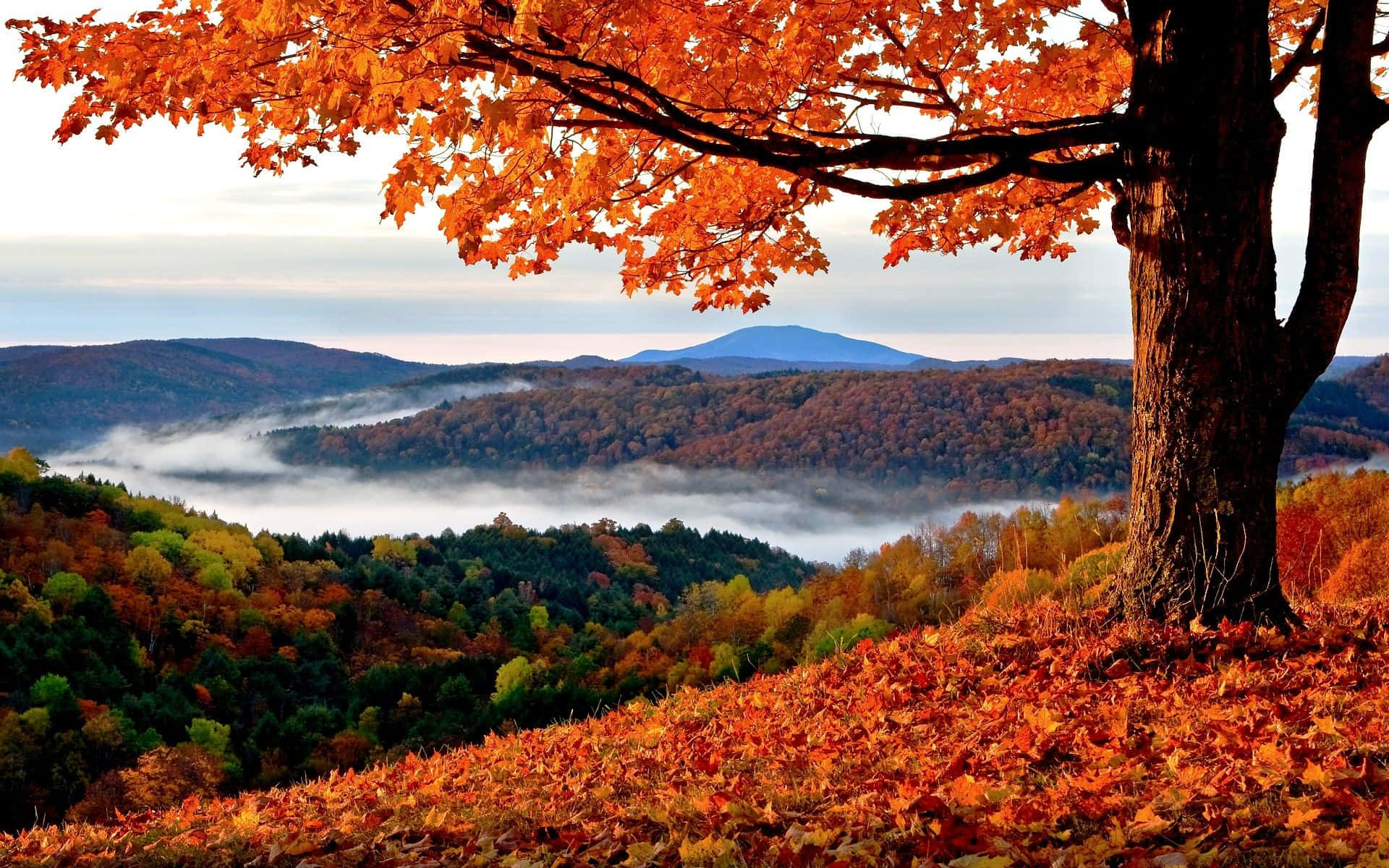 Fall Mountain With Tree Background