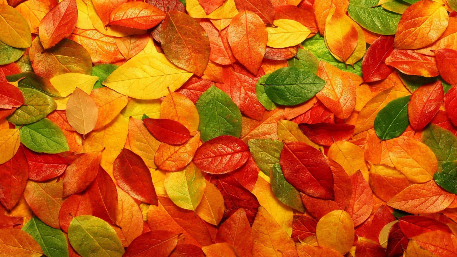 Fall Orange Leaves Aesthetic Desktop Background