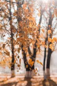 Fall Photo Background Background