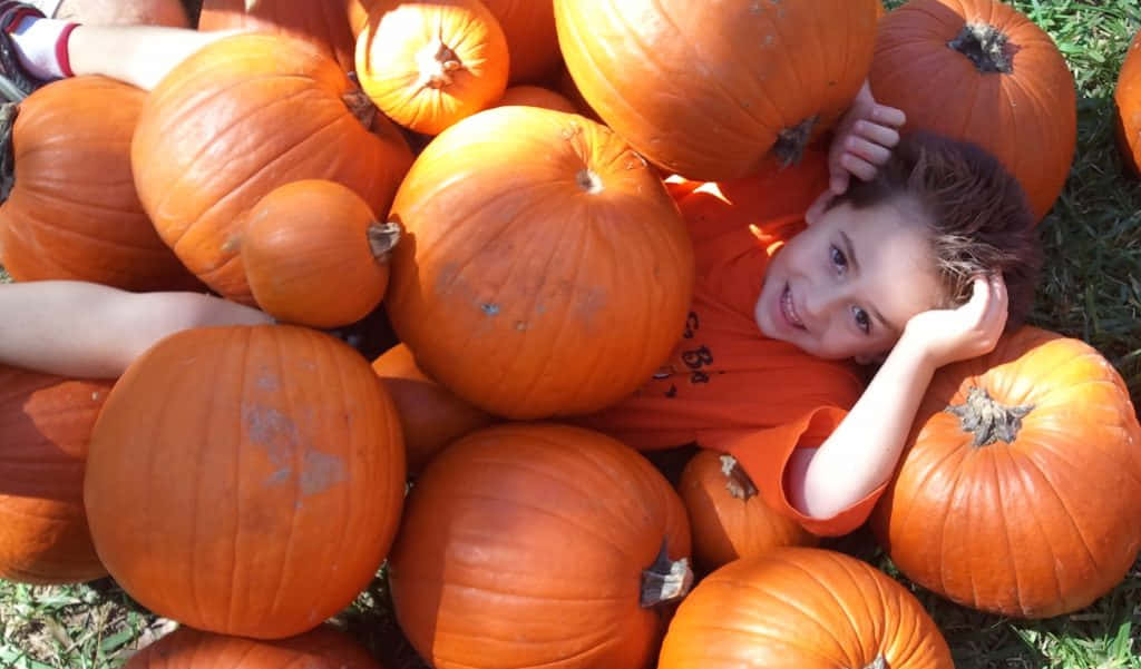 Fall Pumpkin Harvest Scene Background