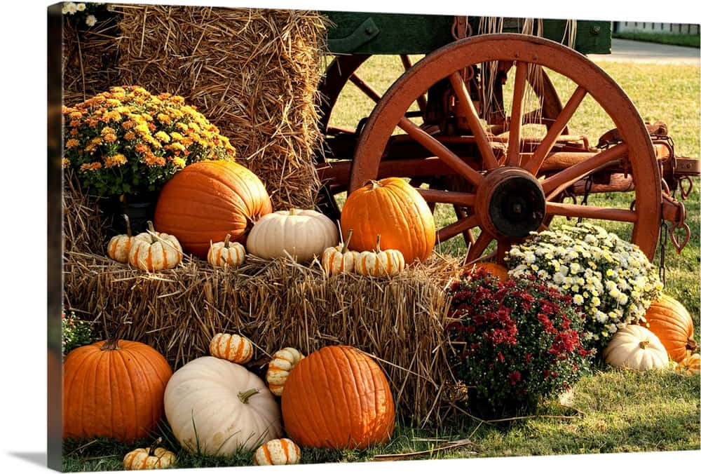 Fall Pumpkins 1000 X 676 Wallpaper Background