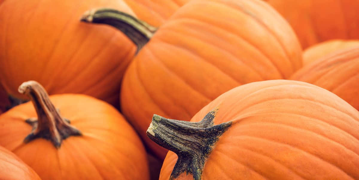 Fall Pumpkins - A Colorful Harvest Scene Background