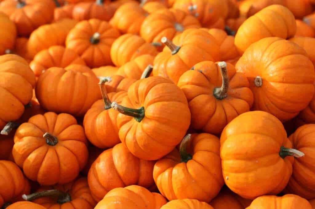 Fall Pumpkins Basking In The Autumn Sunlight Background