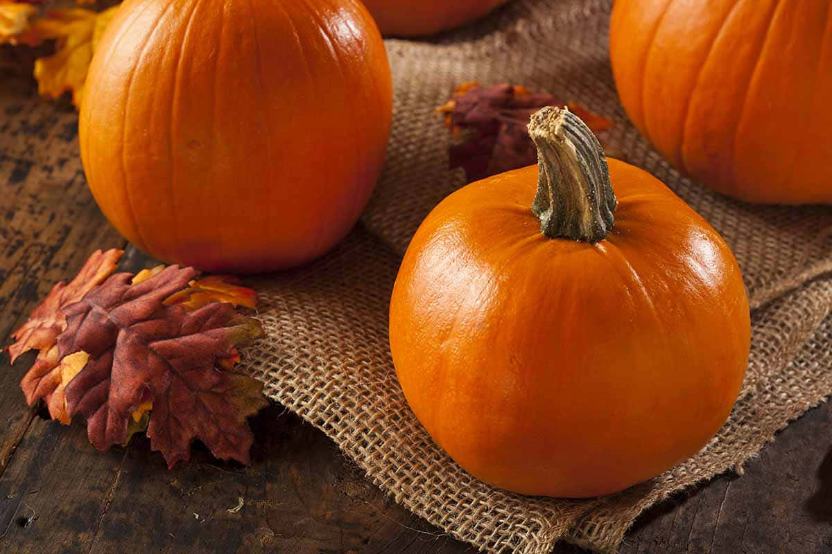 Fall Pumpkins Display On A Haystack Background